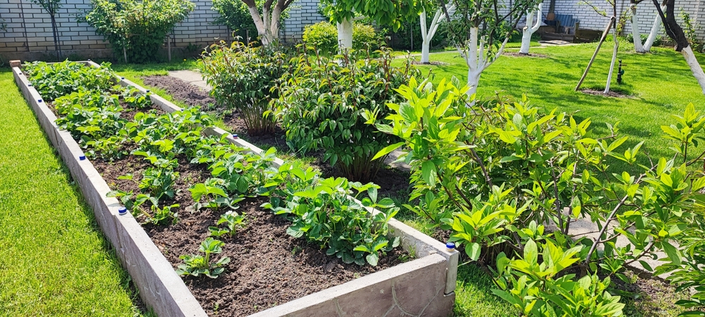 6 Raised Bed Success Picks That Deliver Reliable Results