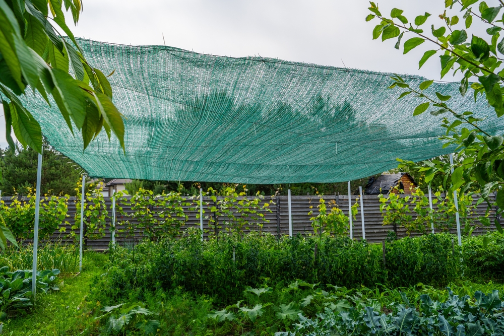 Why Garden Care Needs to Adjust as Temperatures Rise
