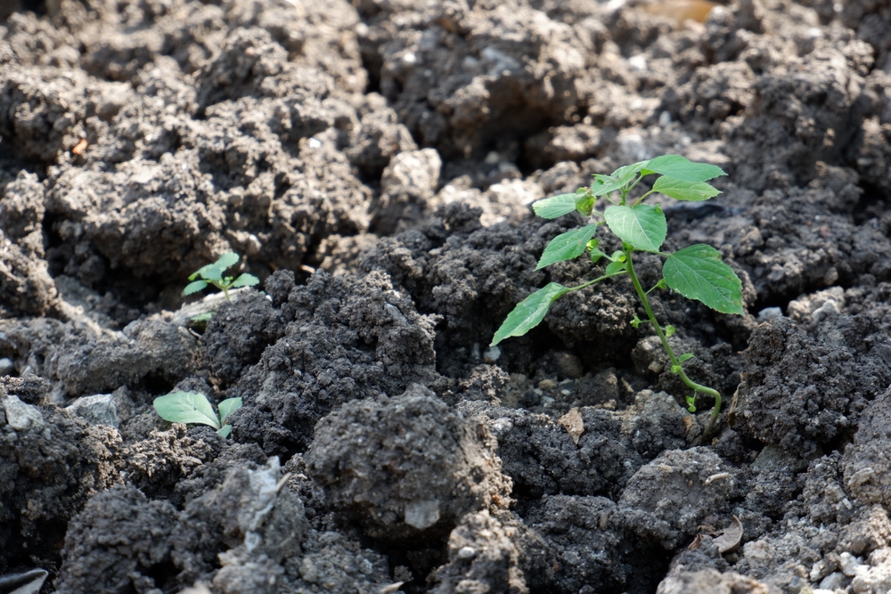 The Nutrient Deficiency Problem That Slows Development