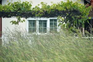 A Garden That Can Handle the Wind and Still Look Amazing