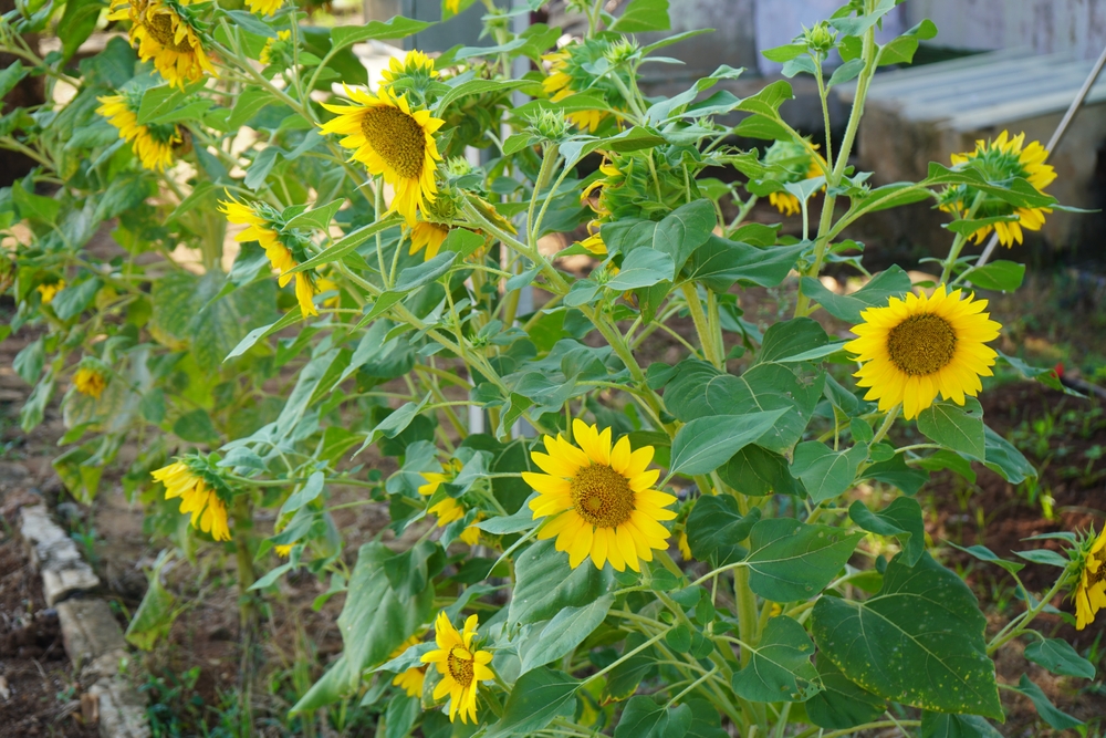 8 Sun-Loving Picks That Maximize Growth Potential