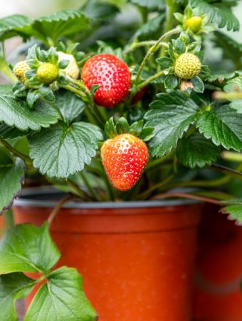 7 Fruit Varieties You Can Still Establish Before Peak Heat