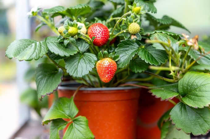7 Fruit Varieties You Can Still Establish Before Peak Heat