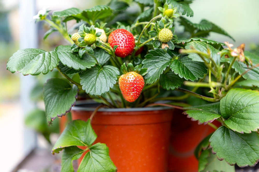 7 Fruit Varieties You Can Still Establish Before Peak Heat