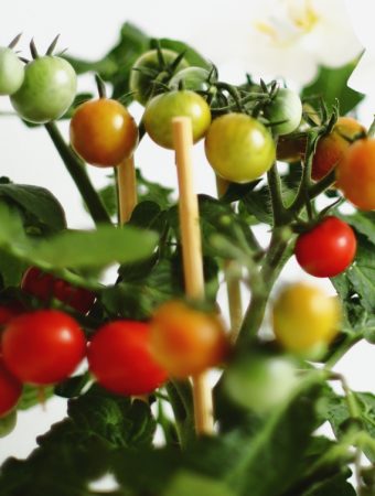 7 Compact Growers Perfect for Smaller Containers