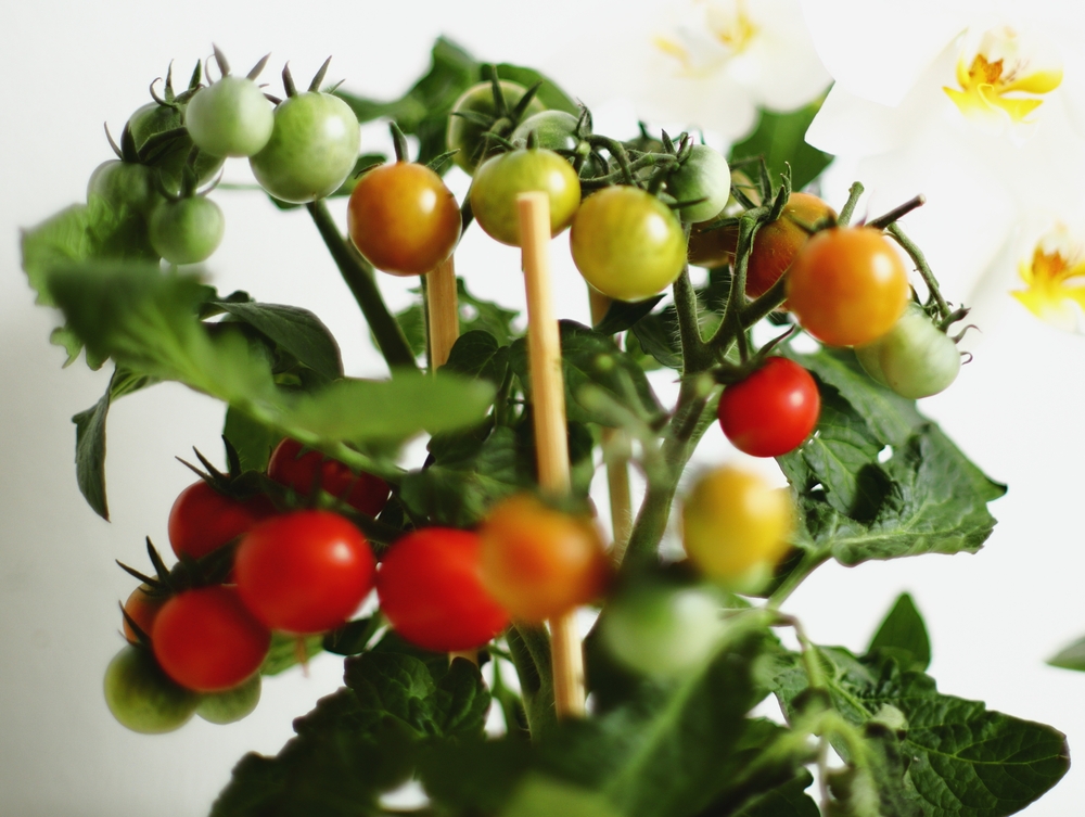 7 Compact Growers Perfect for Smaller Containers