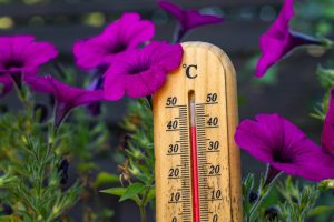 Why Garden Care Needs to Adjust as Temperatures Rise