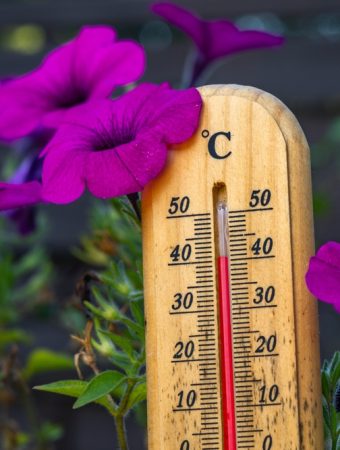 Why Garden Care Needs to Adjust as Temperatures Rise