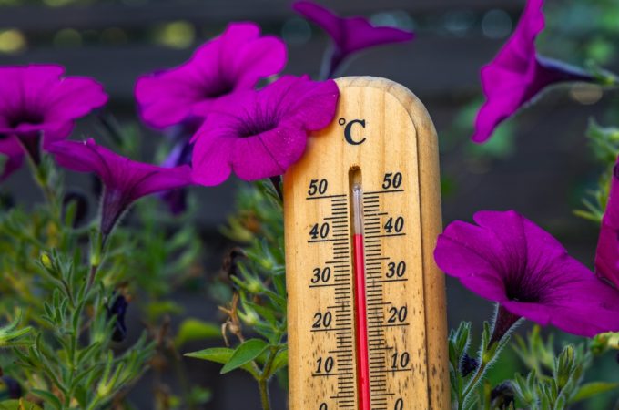 Why Garden Care Needs to Adjust as Temperatures Rise