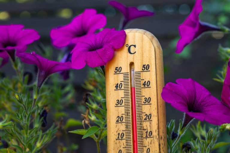 Why Garden Care Needs to Adjust as Temperatures Rise