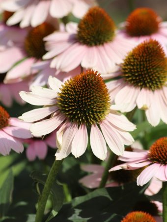 8 Warm-Weather Selections That Perform Best in Heat