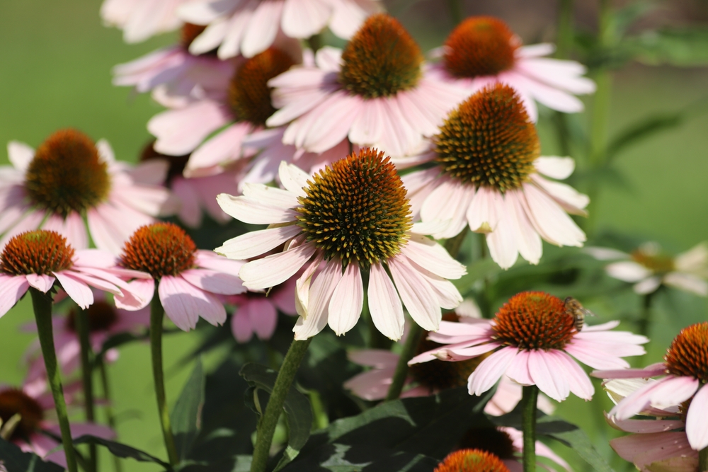 8 Warm-Weather Selections That Perform Best in Heat