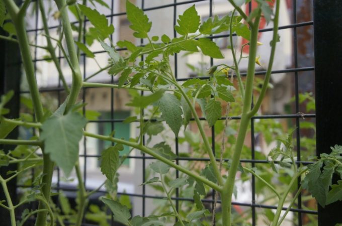 Build a Trellis on the Cheap: 3 DIY Supports for Your Climbing Plants