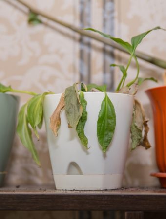 5 Disease Prevention Tips That Actually Work