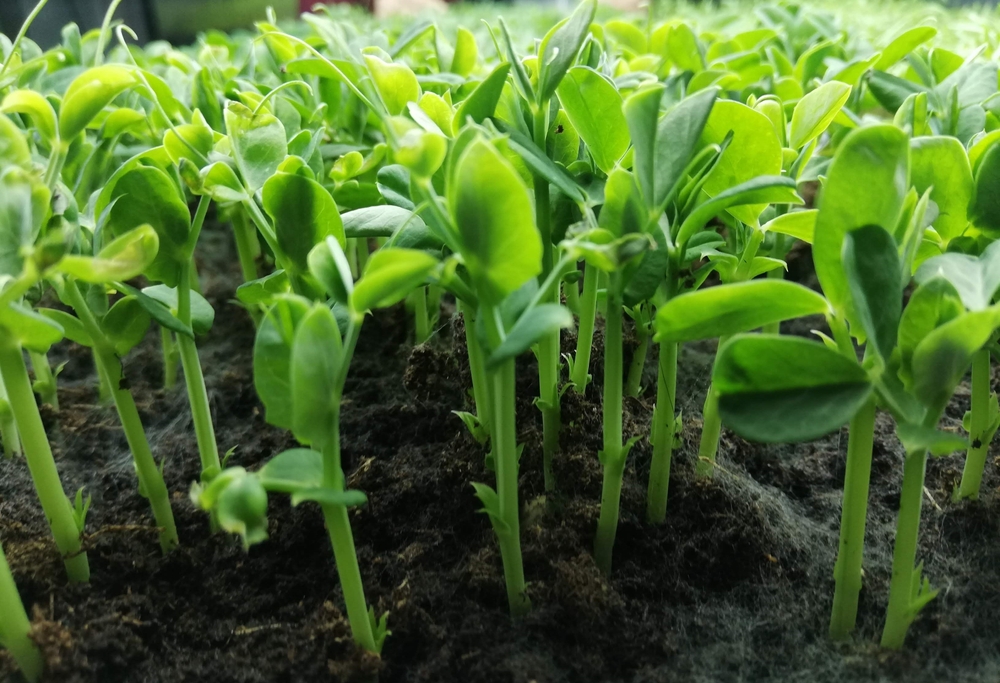 5 Simple Changes That Improve Overall Growth