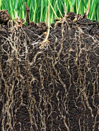 Why Nutrient Timing Impacts Growth More Than Quantity