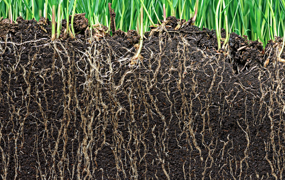 Why Nutrient Timing Impacts Growth More Than Quantity