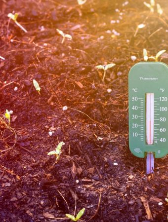 7 Warm Soil Picks That Establish Faster