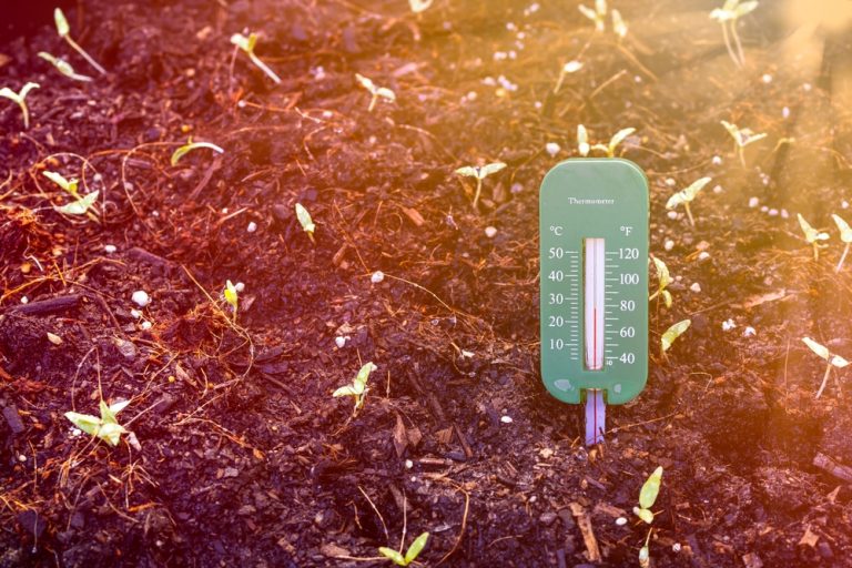 7 Warm Soil Picks That Establish Faster