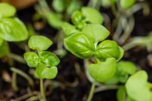 7 Container Success Picks That Perform Well Anywhere