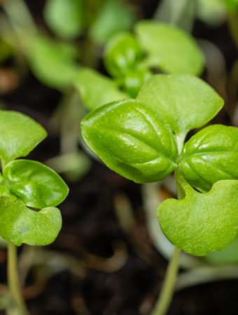 7 Container Success Picks That Perform Well Anywhere