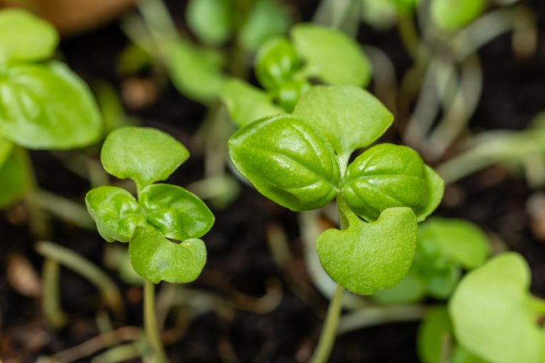 7 Container Success Picks That Perform Well Anywhere