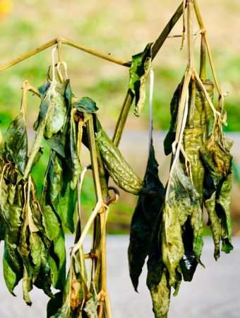 Why Nutrient Imbalances Slow Growth Over Time