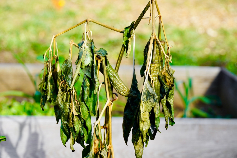 Why Nutrient Imbalances Slow Growth Over Time