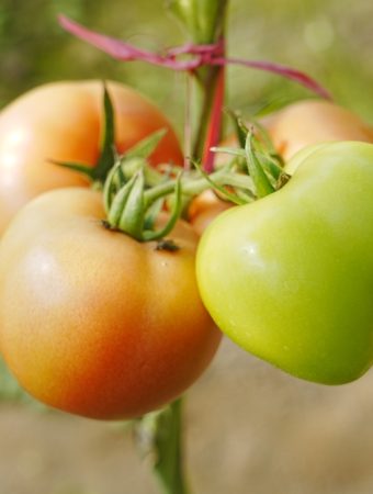 8 Sun-Loving Picks That Maximize Growth Potential