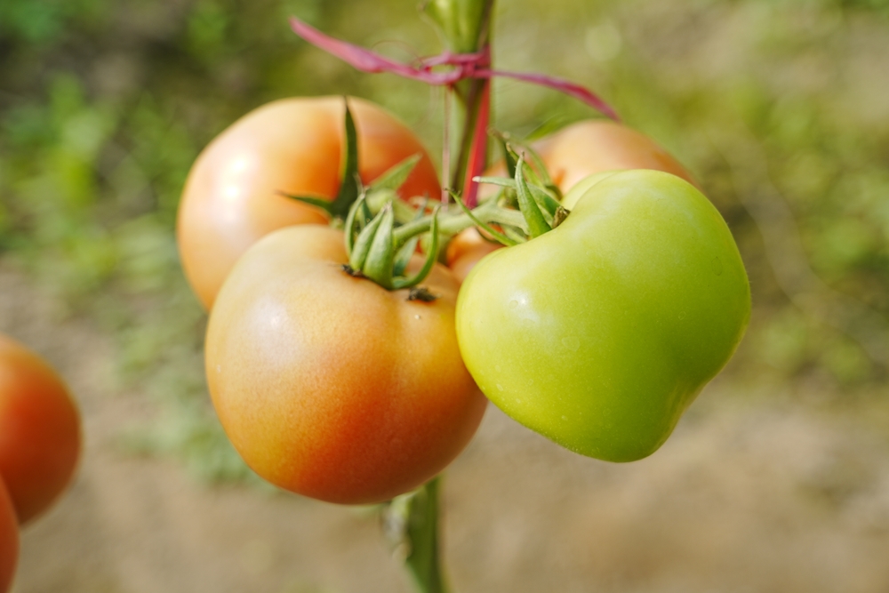 8 Sun-Loving Picks That Maximize Growth Potential