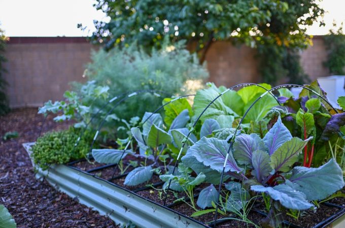 Grow Your Own Medicine Cabinet: Affordable Herbs to Plant This Summer
