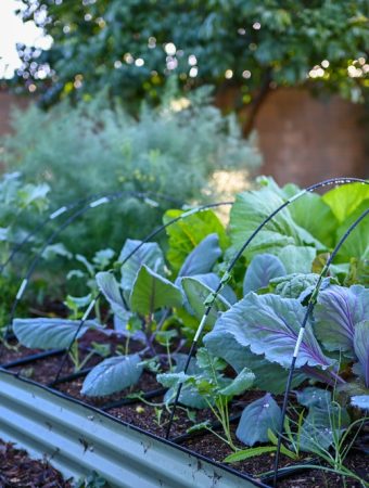 The Growth Slowdown Problem During Seasonal Transitions