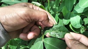 The Pest Cycle That Begins in Late Spring