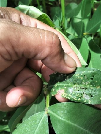 The Pest Cycle That Begins in Late Spring