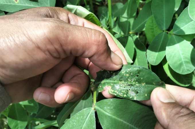 The Pest Cycle That Begins in Late Spring