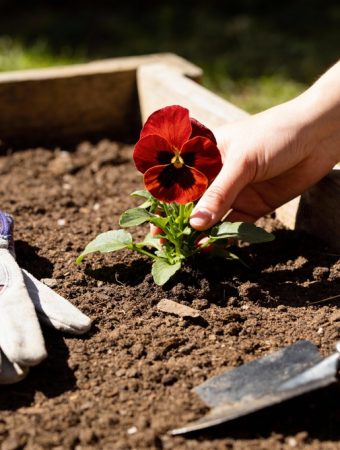 Why Raised Beds Warm Faster and Boost Early Growth