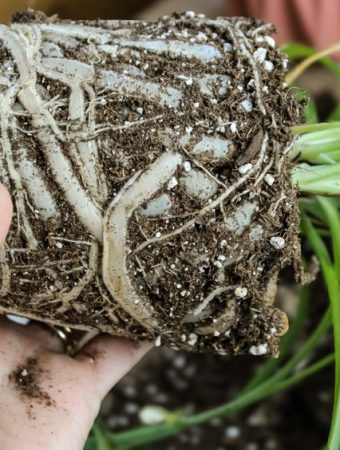 5 Natural Growth Boosters That Strengthen Roots