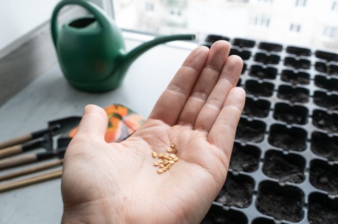 Never Buy Seeds Again: How to Save Seeds From Your Spring Crops