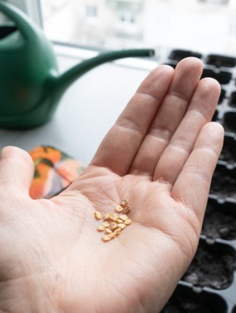Why Seeds Fail to Sprout Even in Ideal Conditions