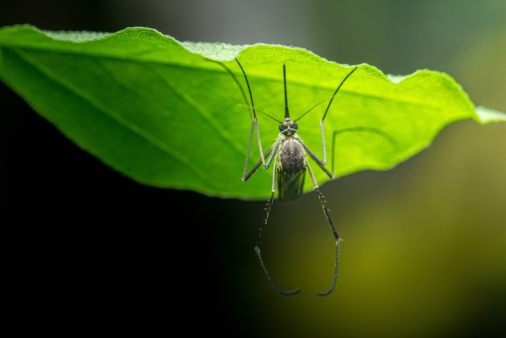 The Pest Cycle That Begins in Late Spring