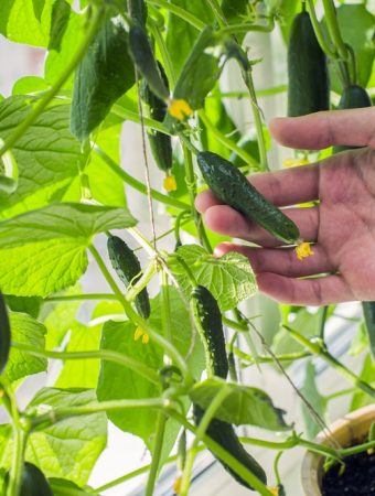 The Early Harvest Mistake That Reduces Overall Yield