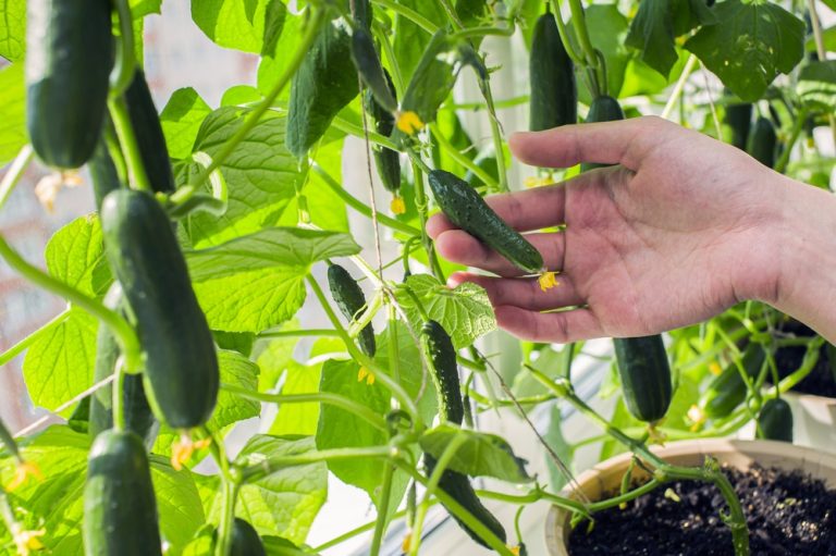 The Early Harvest Mistake That Reduces Overall Yield
