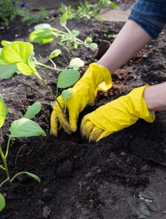5 Soil Improvement Methods That Increase Yield