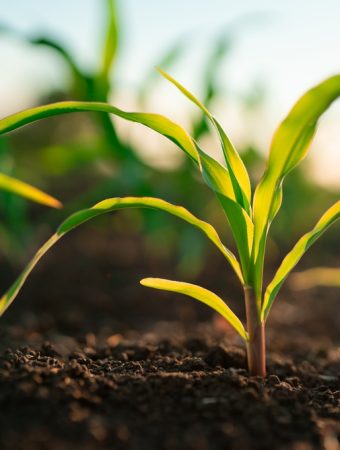 The Growth Mistake Most Gardeners Overlook