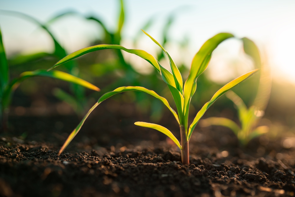The Growth Mistake Most Gardeners Overlook