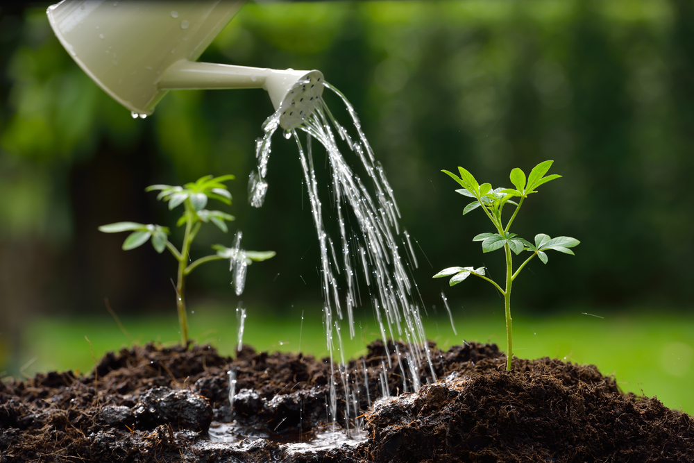 The Root Rot Warning Signs Most Gardeners Miss