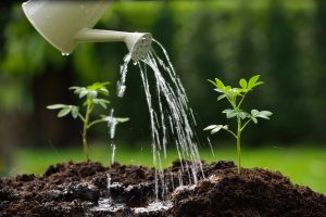 The Overwatering Problem: Why Soggy Soil Kills More Gardens Than Drought