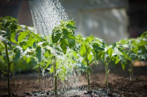 The Overwatering Issue That Weakens Root Systems