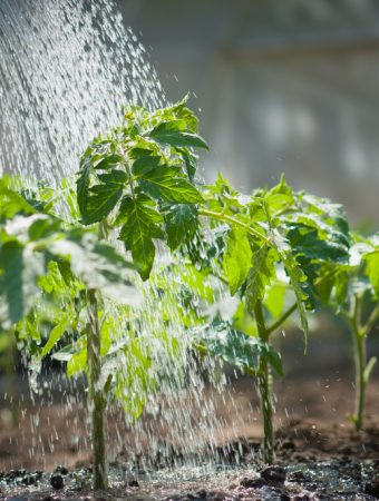 The Overwatering Issue That Weakens Root Systems