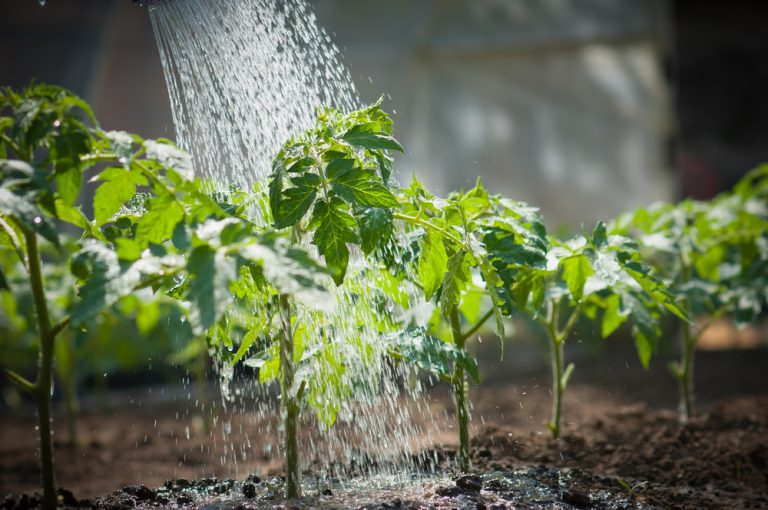 The Overwatering Issue That Weakens Root Systems